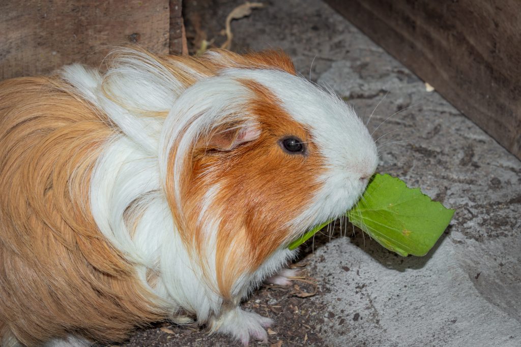 cobaya-sheltie-comiendo
